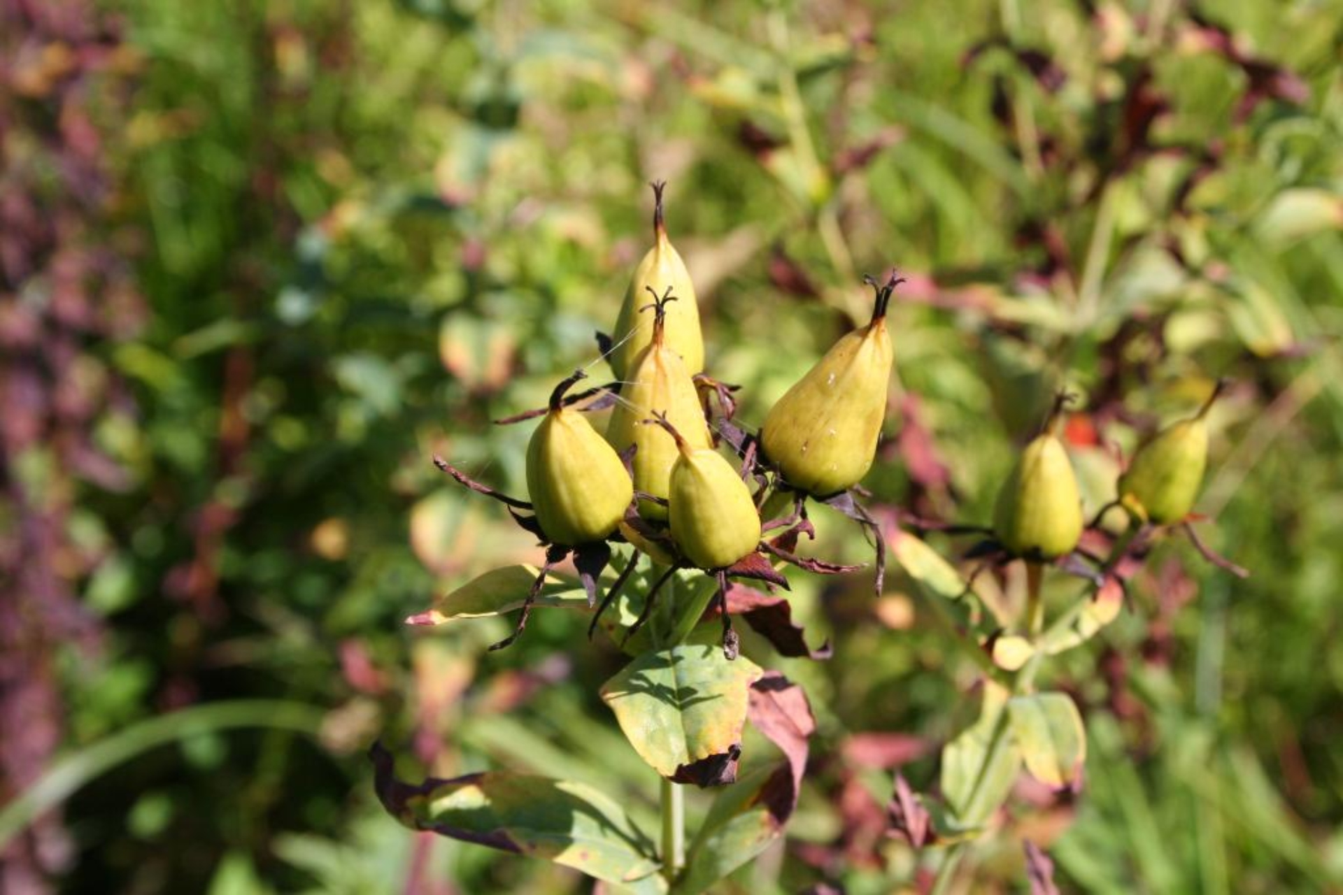 Great St. John's wort | The Morton Arboretum