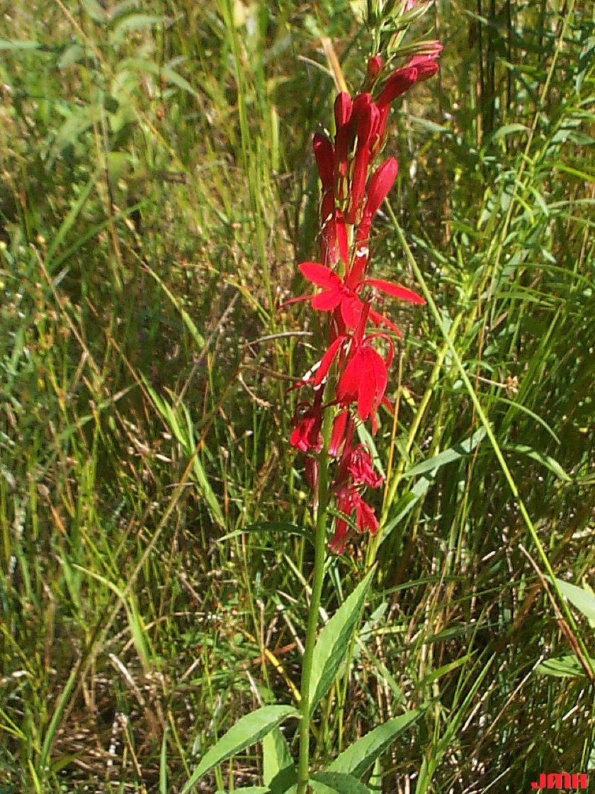 Lobelia cardinalis L. (cardinal flower), flowers and buds on upright stem