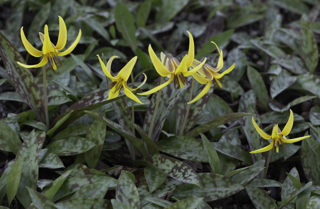 Yellow trout lily The Morton Arboretum