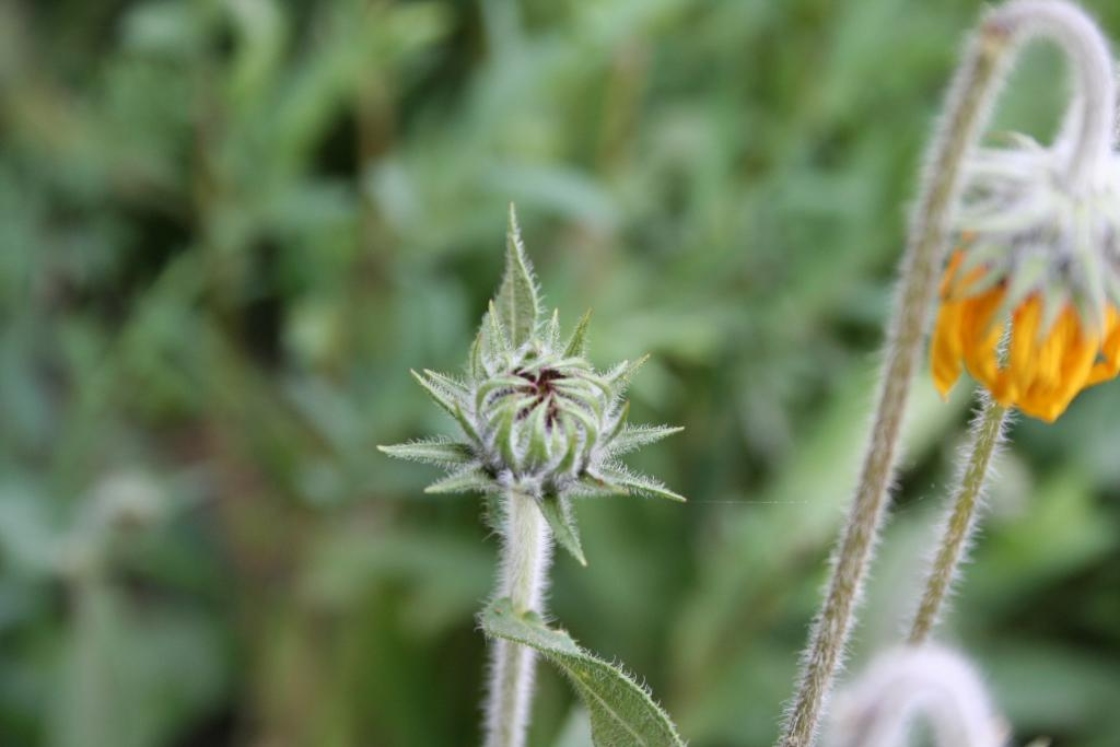 Helianthus mollis (downy sunflower), flower bud