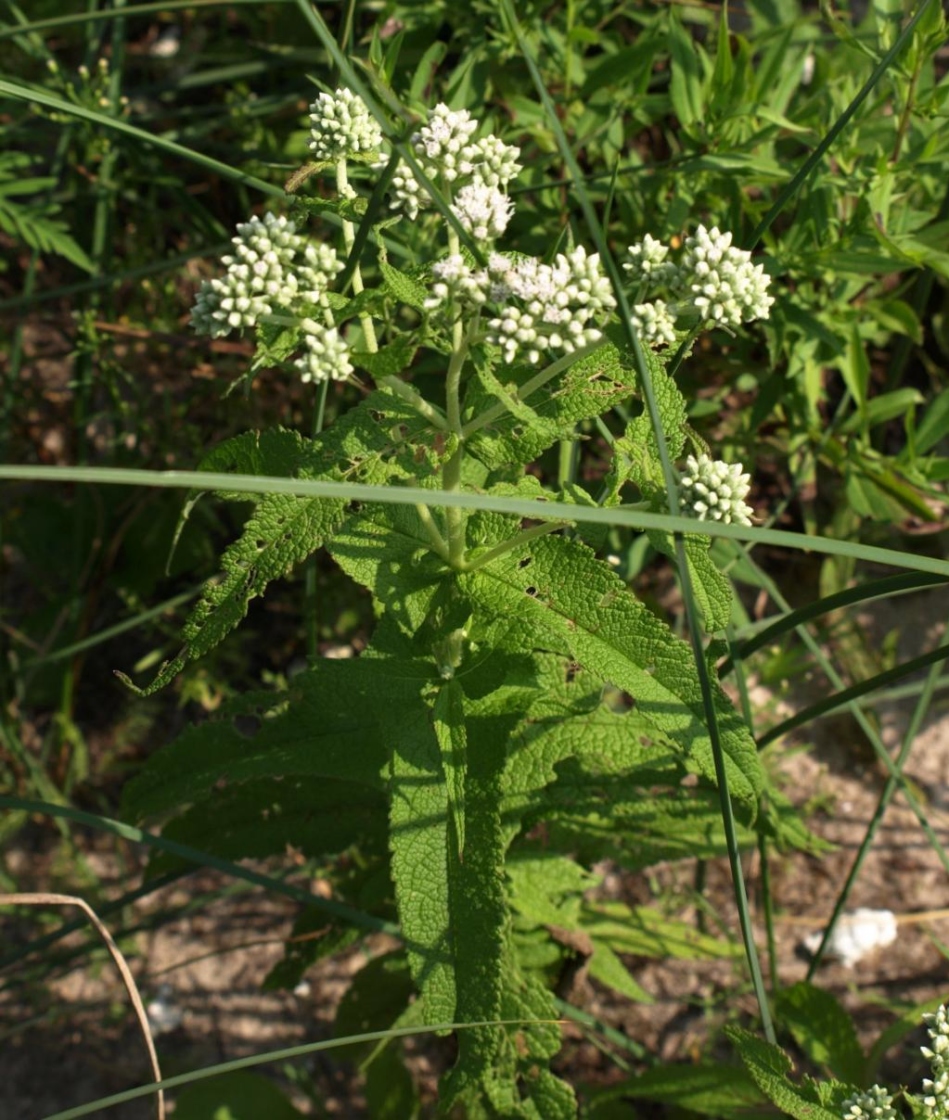 Eupatorium perfoliatum (Common Boneset), habit, summer