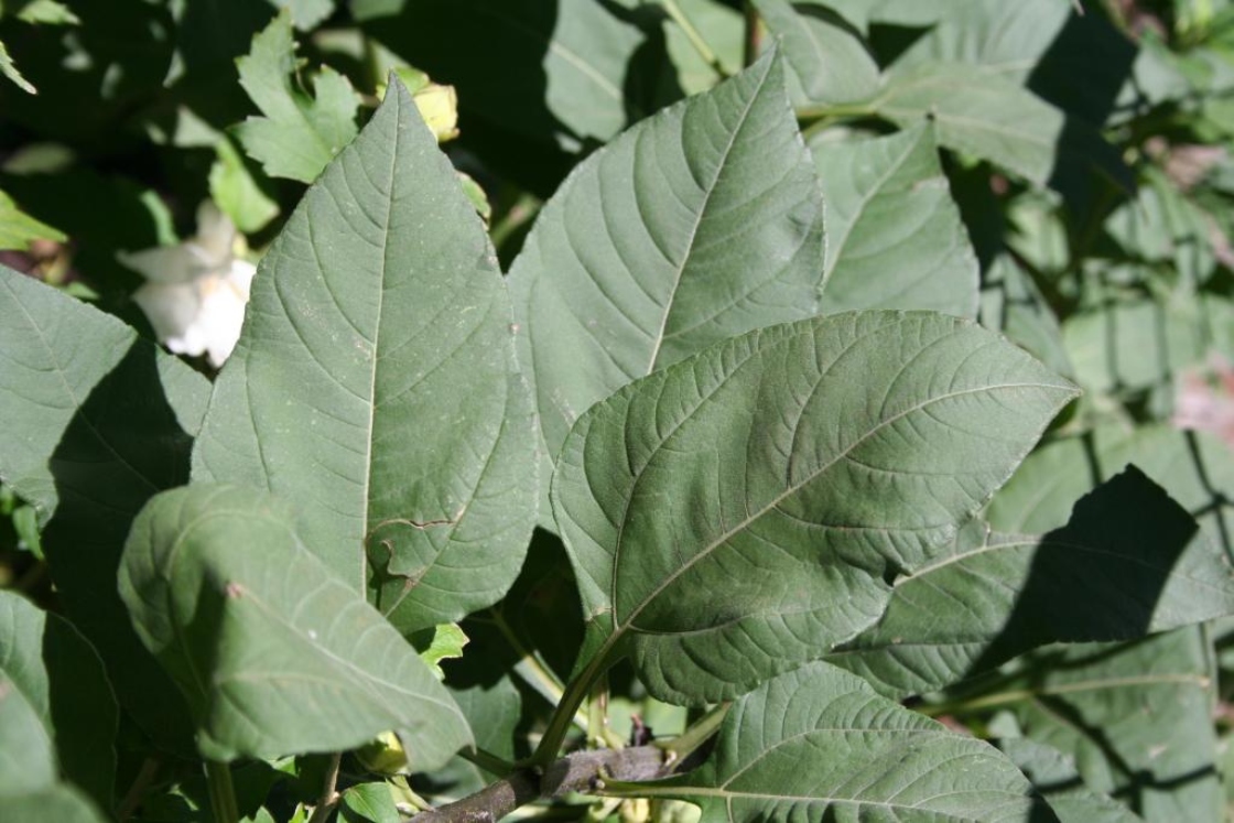 Helianthus tuberosus L. (Jerusalem artichoke), leaves