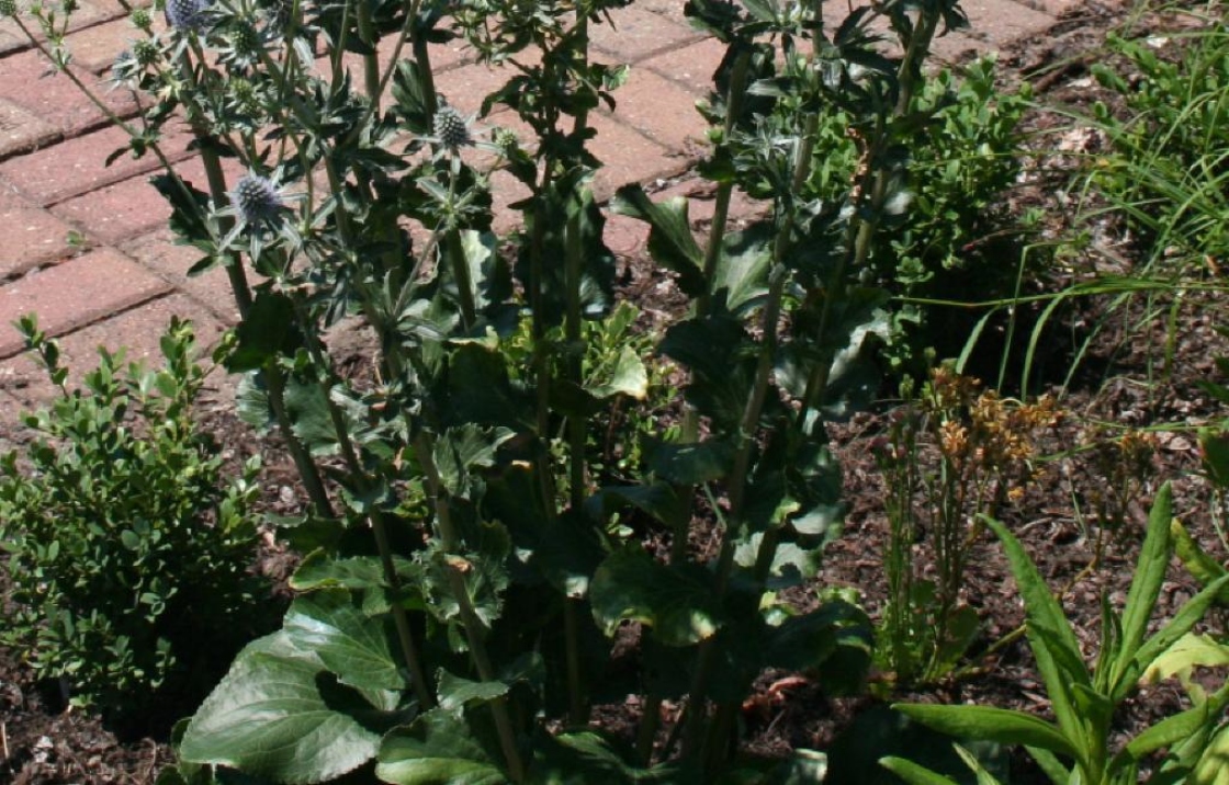 Eryngium planum L. (sea holly), leaves