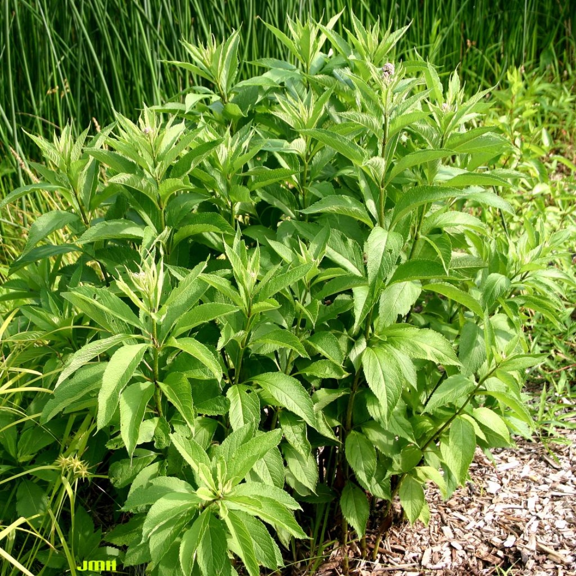 Eutrochium maculatum (L.) E.E.Lemont, habit