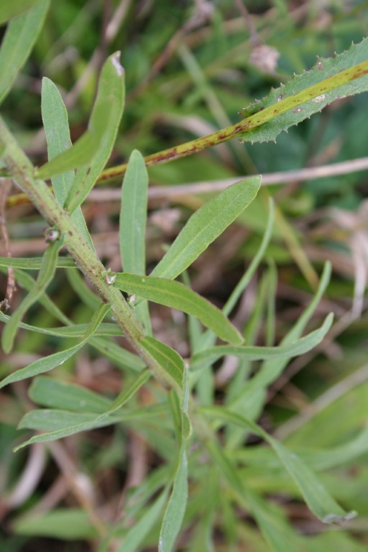 Liatris aspera Michx. (rough blazing star), leaves