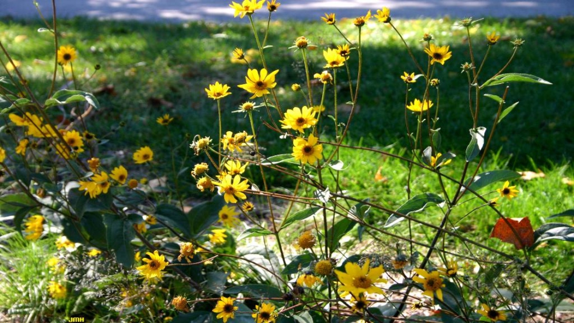 Western sunflower | The Morton Arboretum