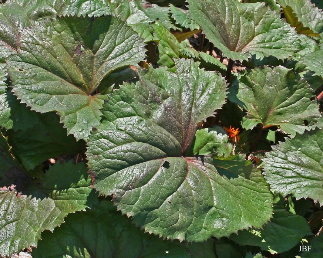 Ligularia dentata 'Othello' (othello big-leaved goldenray), foliage