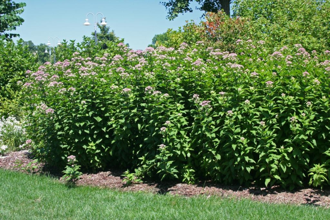Eutrochium dubium ‘Little Joe’ (Little Joe coastal plain Joe Pye weed), form