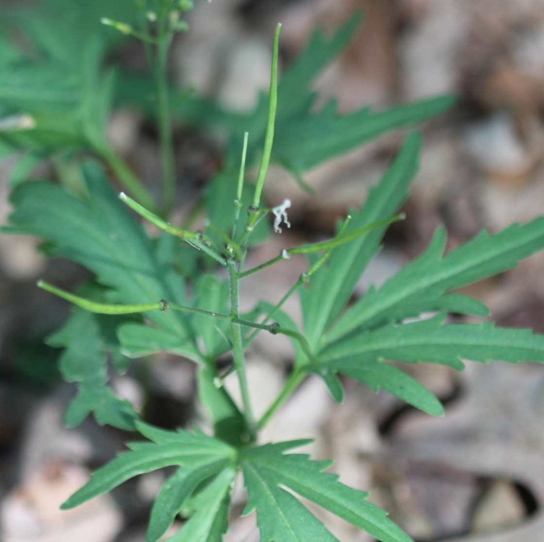 Cardamine concatenata (Michx.) O.Schwarz (toothwort), fruit