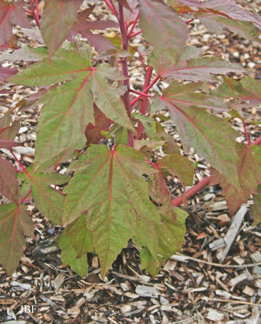 Hibiscus ‘Kopper King’ (Kopper King hibiscus), leaves