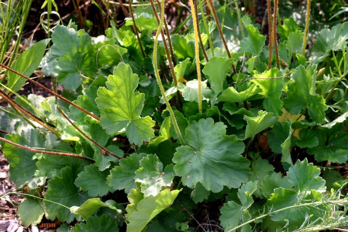 Heuchera richardsonii (prairie alumroot), leaves