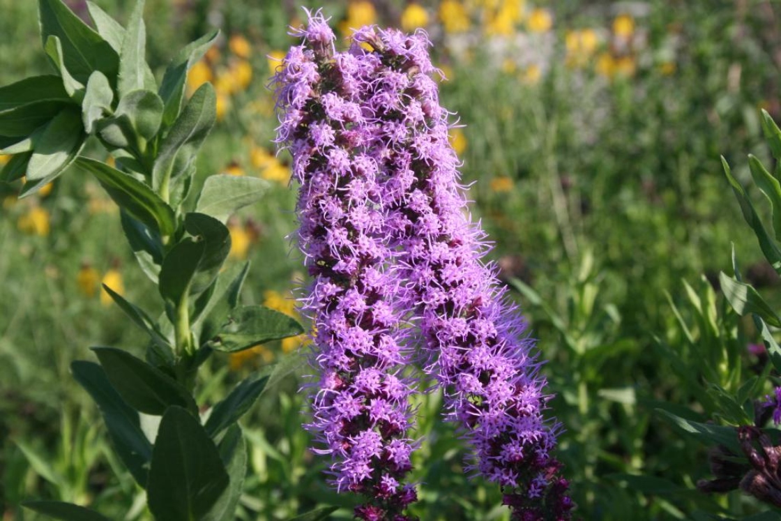 Liatris pycnostachya Michx. (prairie blazing star), flowers