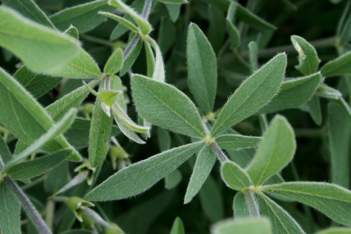 Baptisia bracteata var. leucophaea (Cream Wild Indigo),leaves, upper surface