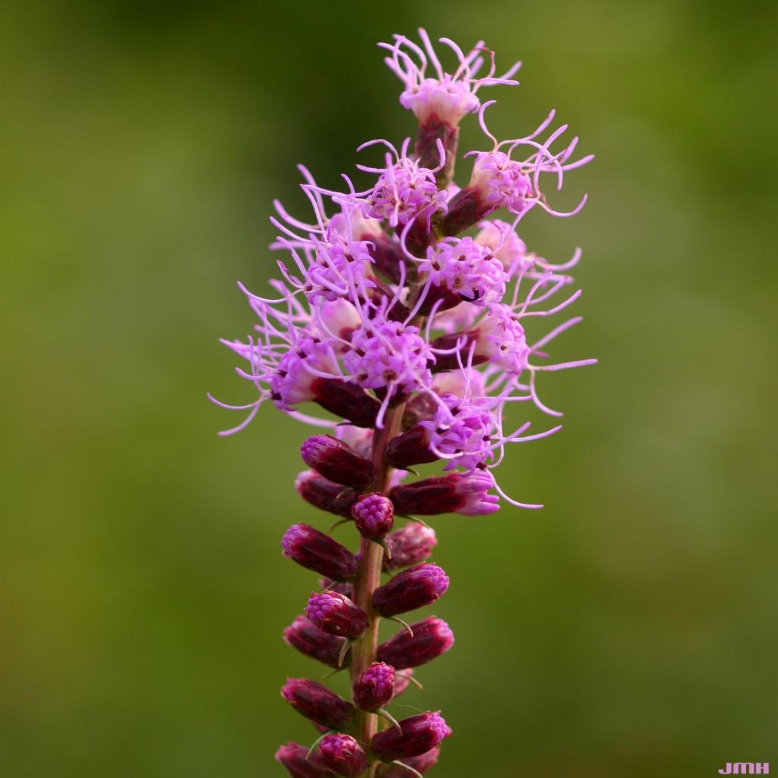 Marsh blazing star | The Morton Arboretum