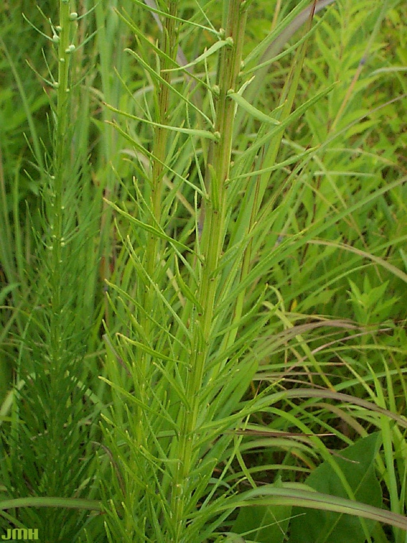Liatris spicata (L.) Willd. (marsh blazing star), stems with leaves
