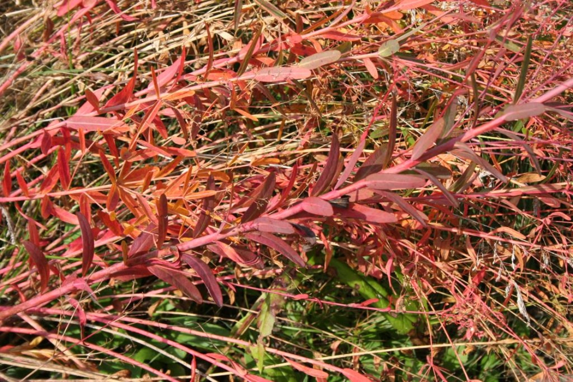 Euphorbia corollata L. (flowering spurge), leaves in fall color