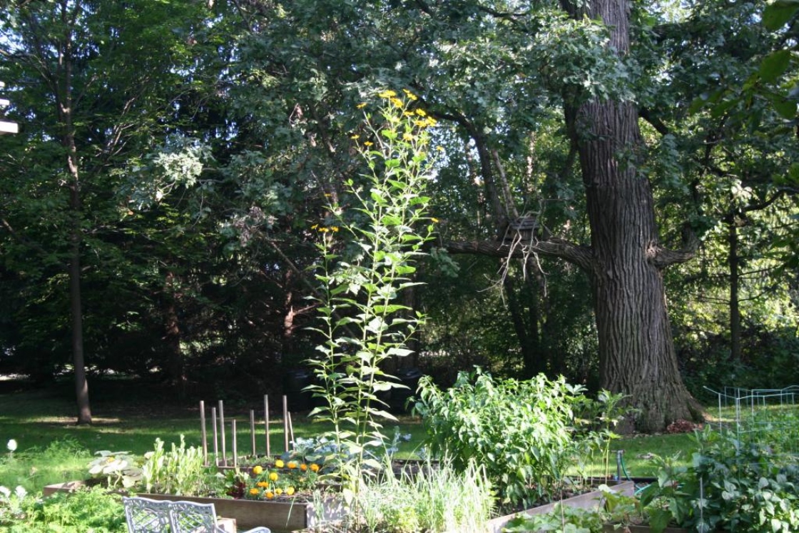 Helianthus tuberosus L. (Jerusalem artichoke), form