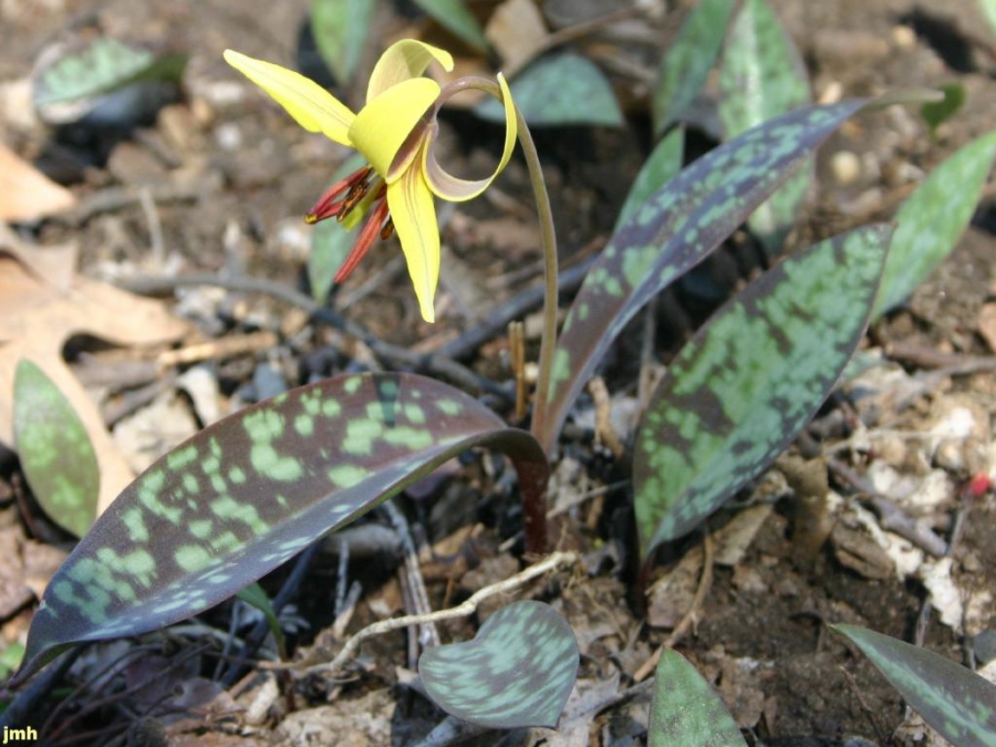 Erythronium americanum Ker-Gawl. (yellow trout-lily), flower and leaves