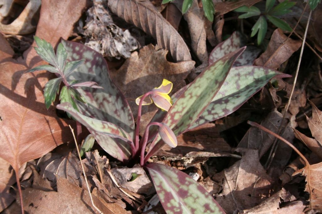 Erythronium americanum Ker-Gawl. (yellow trout-lily), flower bud