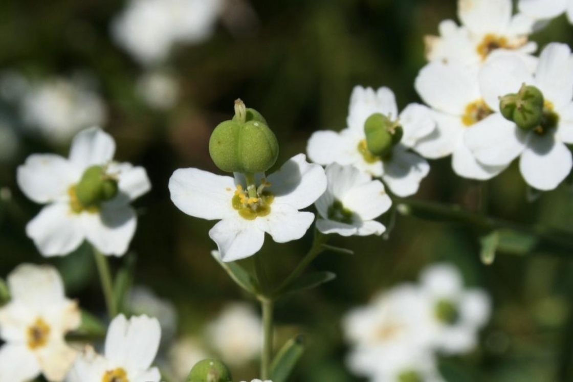 Euphorbia corollata (Flowering Spurge), flower, full, fruit, mature