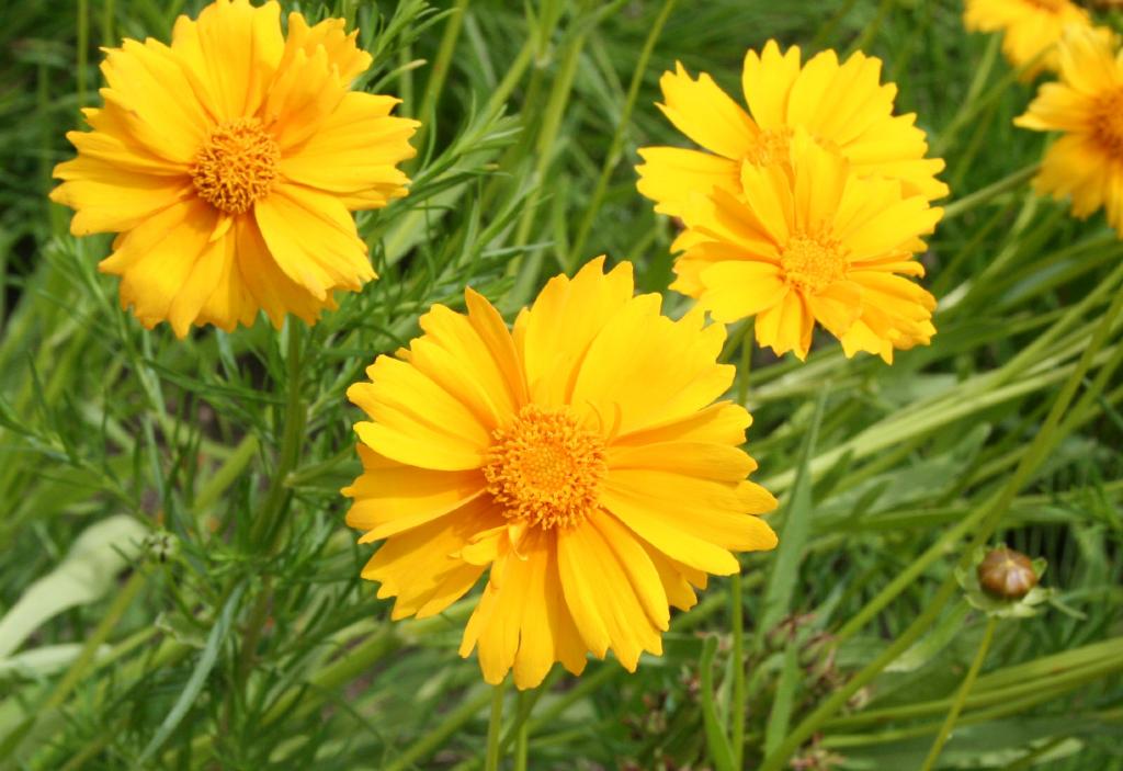 Lance-leaved coreopsis | The Morton Arboretum