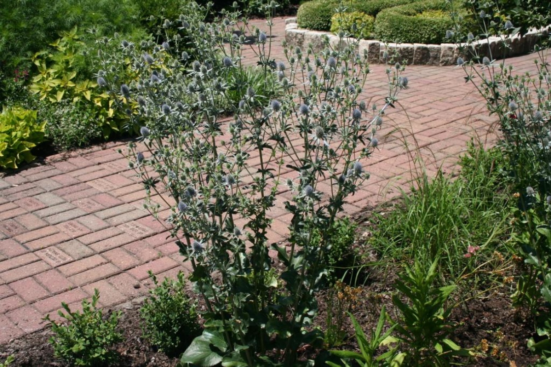 Eryngium planum L. (sea holly), form