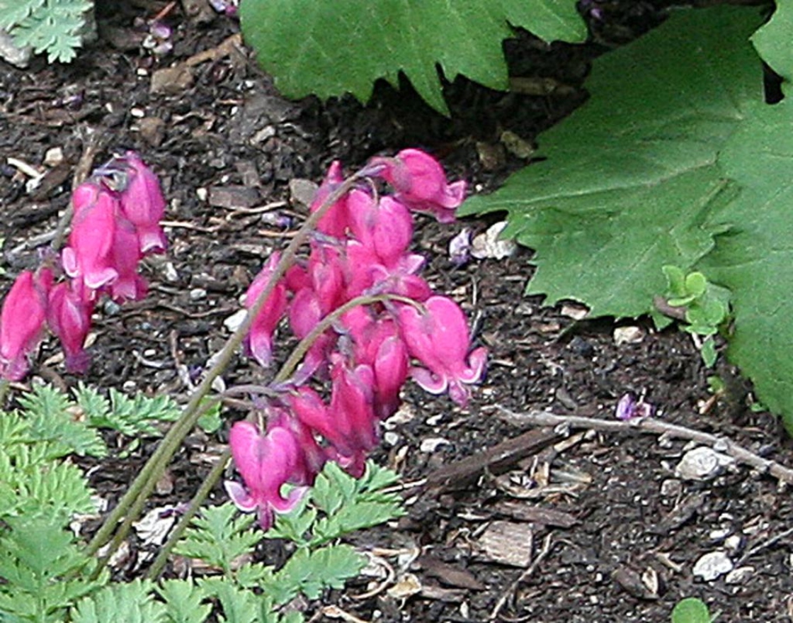 Dicentra ‘King of Hearts’ (King of Hearts bleeding heart), flowers