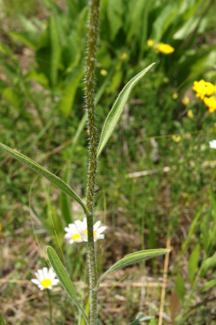 Echinacea pallida (Pale Purple Coneflower), bark, stem