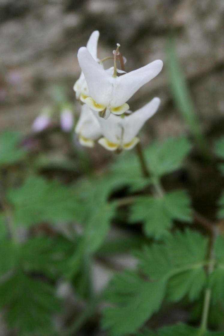 Dicentra cucullaria (Dutchman's Breeches), inflorescence