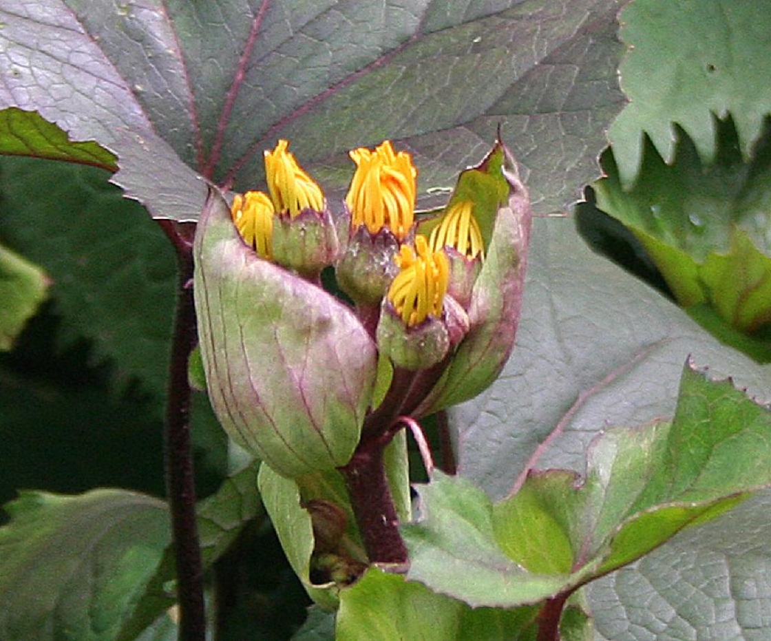 Ligularia dentata ‘Othello’ (othello big-leaved goldenray), flower buds