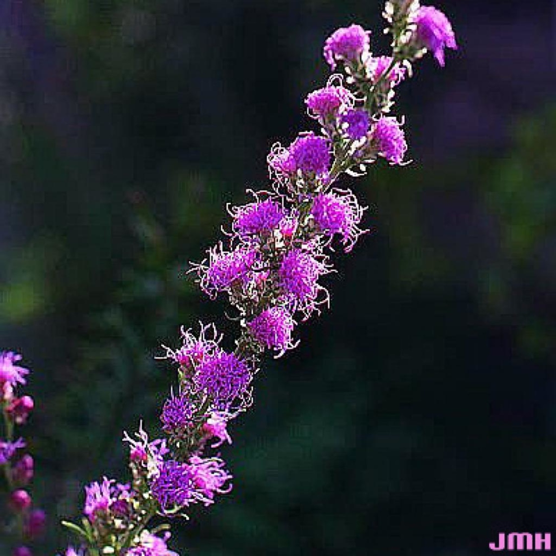 Liatris aspera Michx. (rough blazing star), flowers on stem