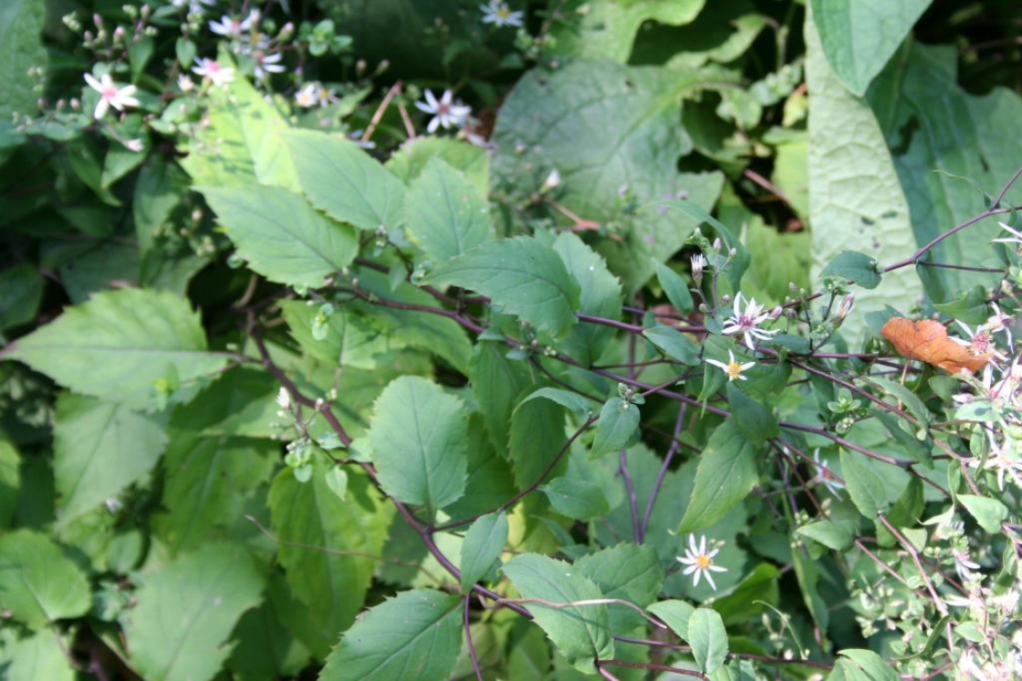 Eurybia divaricata (L.) G.L.Nesom (white wood aster), leaves