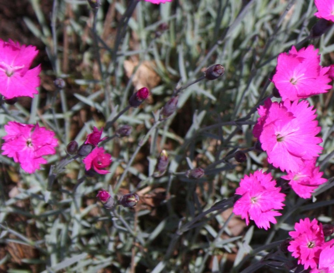 Dianthus gratianopolitanus (cheddar pink), flower buds