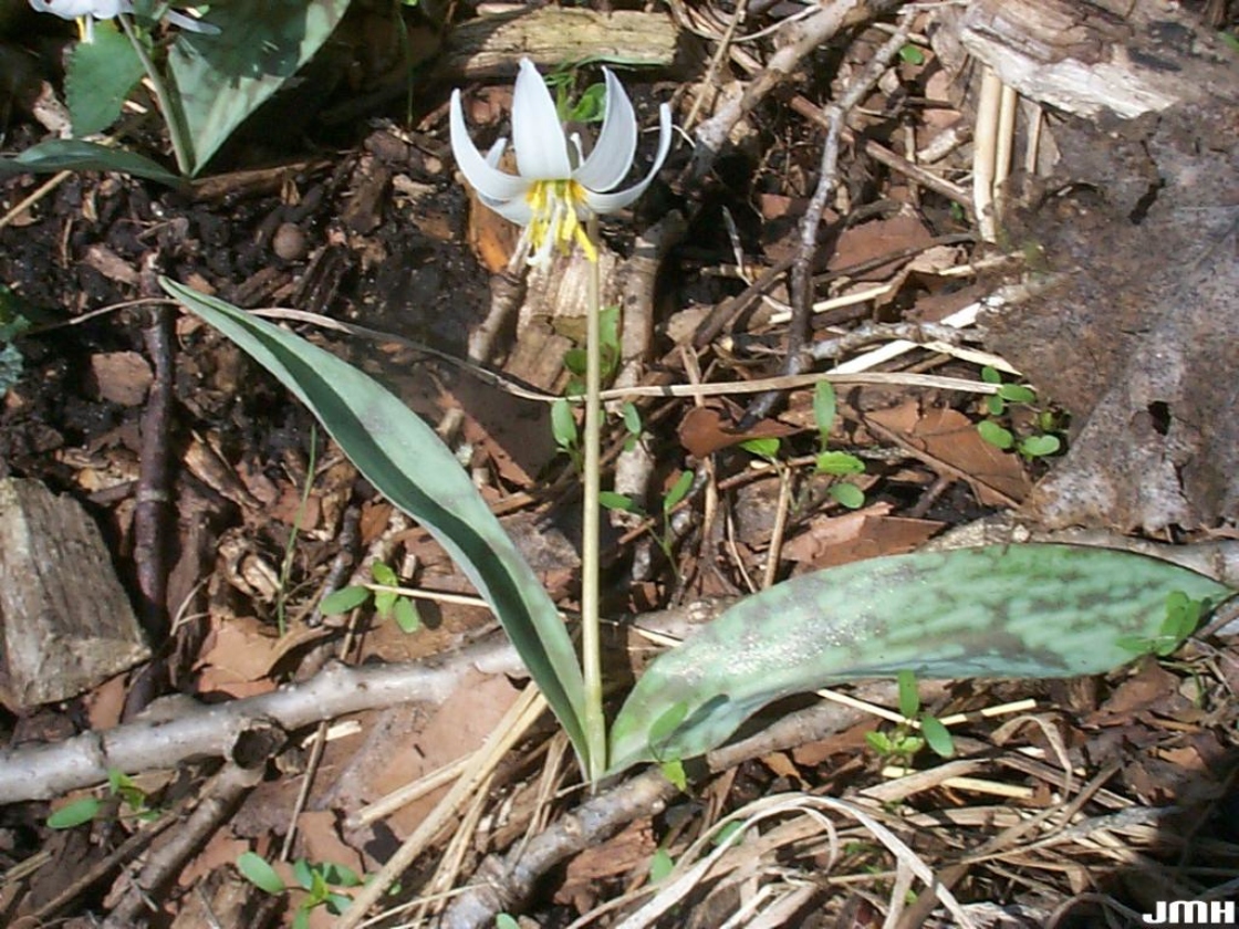 Erythronium albidum Nutt. (white trout-lily), flower and leaves