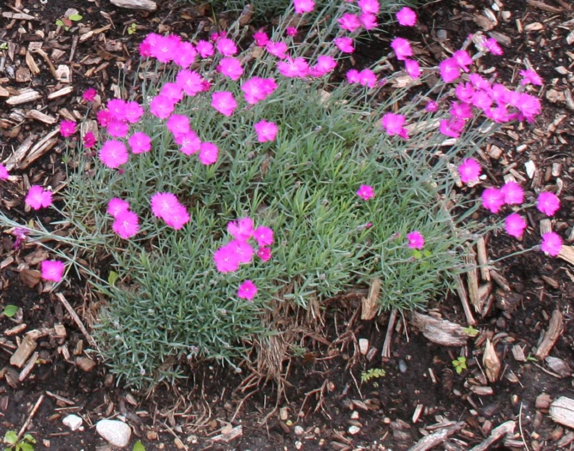Dianthus gratianopolitanus (cheddar pink), leaves, habit