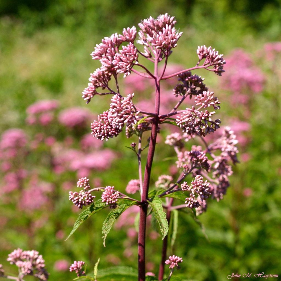 Eutrochium maculatum (L.) E.E.Lemont, stem with flower stalks