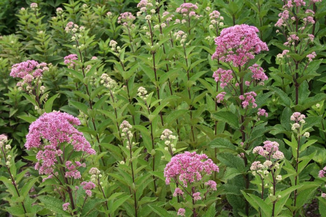 Eutrochium dubium ‘Little Joe’ (Little Joe coastal plain Joe Pye weed), flowers