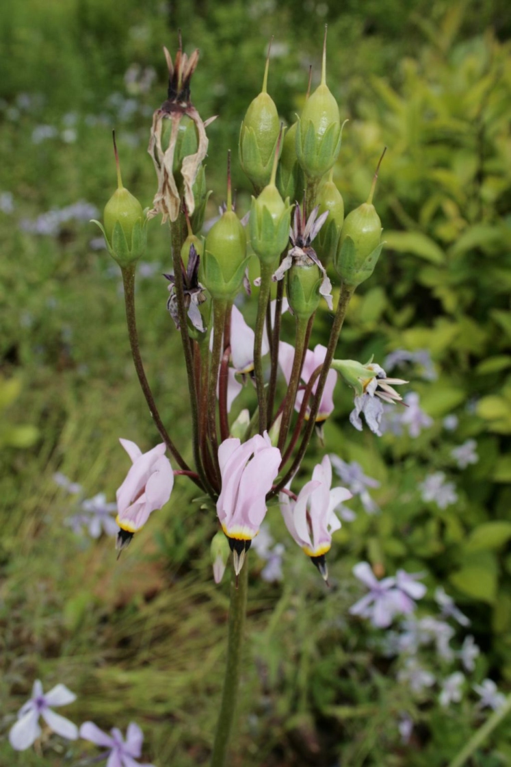 Dodecatheon meadia (Shooting Star), fruit, immature