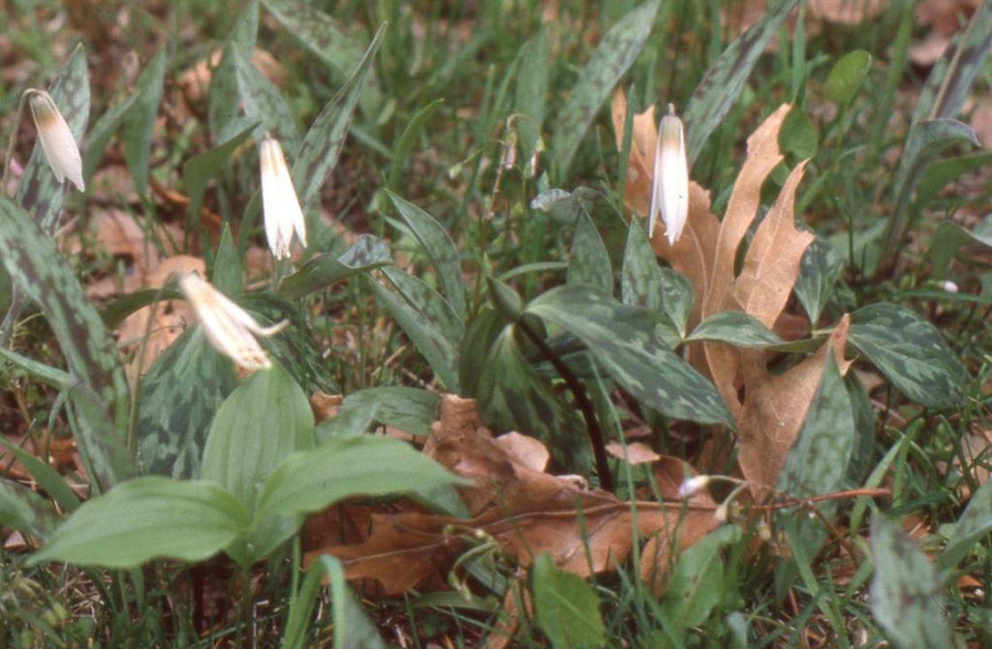 Erythronium albidum Nutt. (white trout-lily), flower bud