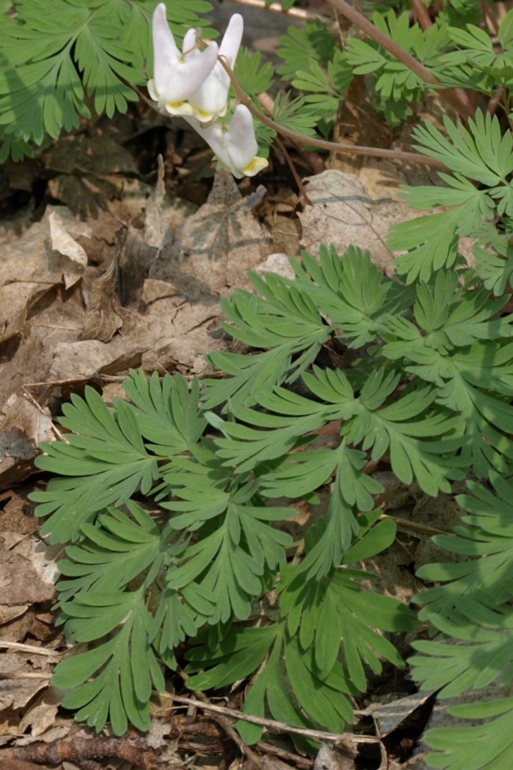Dicentra cucullaria (Dutchman's Breeches), leaf, upper surface