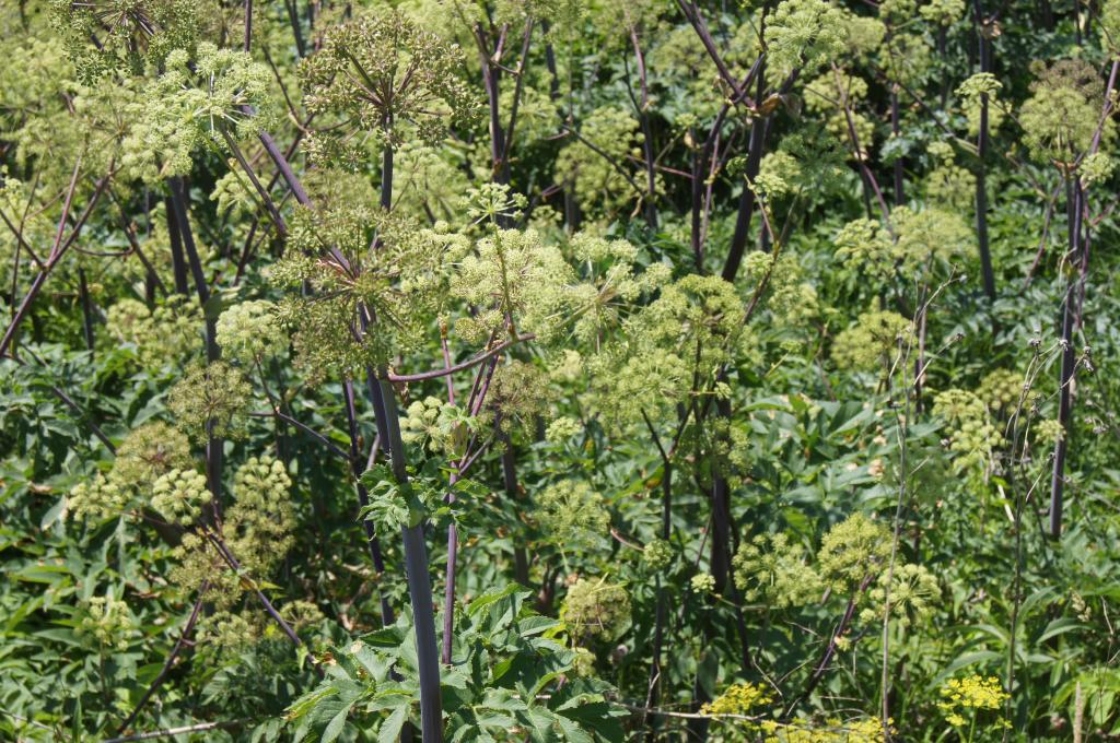 Angelica atropurpurea (Great Angelica), inflorescence