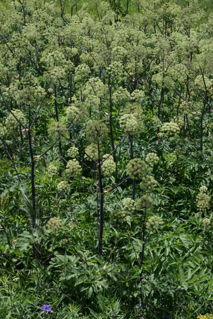 Angelica atropurpurea (Great Angelica), habit, summer