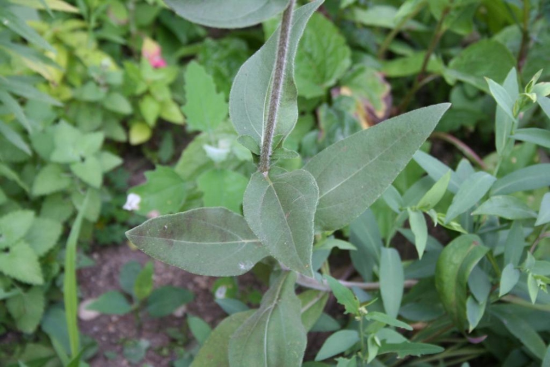 Helianthus mollis (downy sunflower), leaves