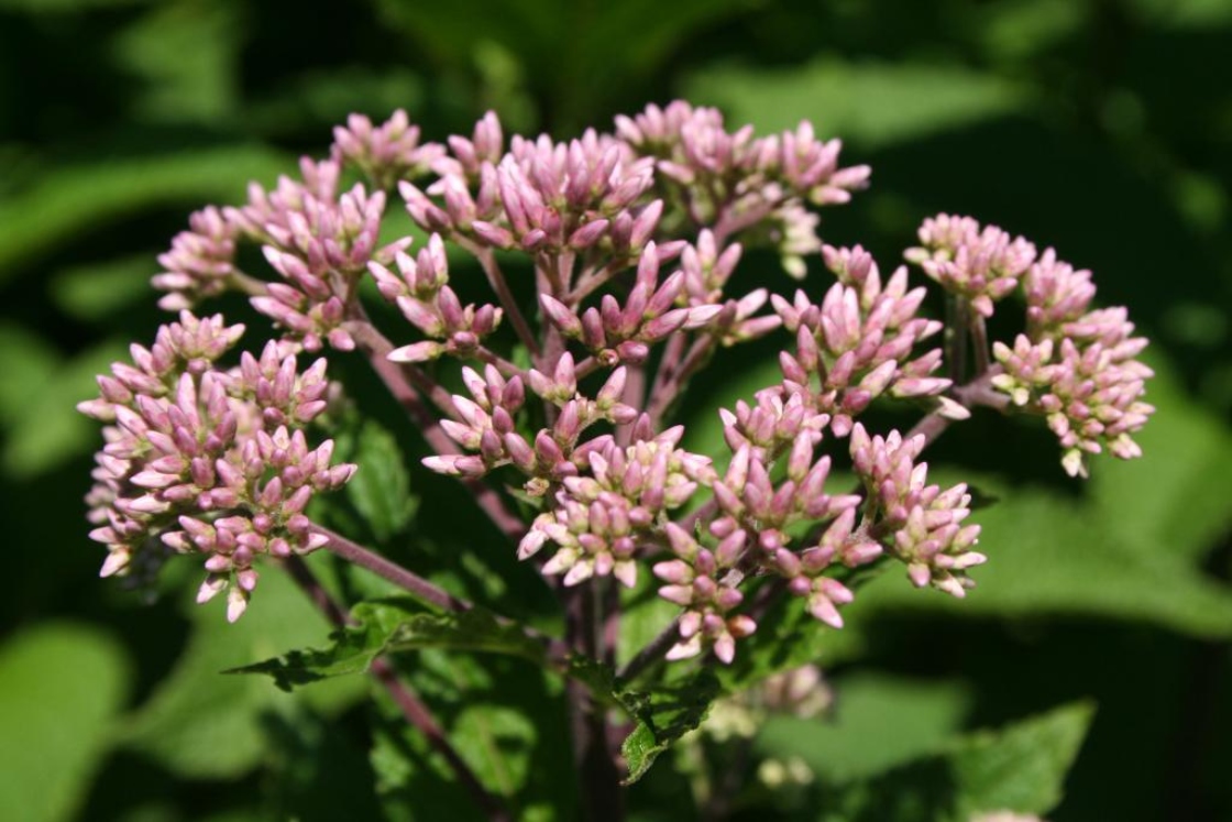 Eutrochium dubium ‘Little Joe’ (Little Joe coastal plain Joe Pye weed), flower buds