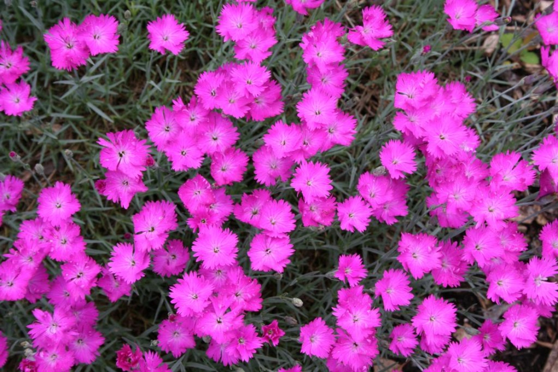 Dianthus gratianopolitanus (cheddar pink), flowers