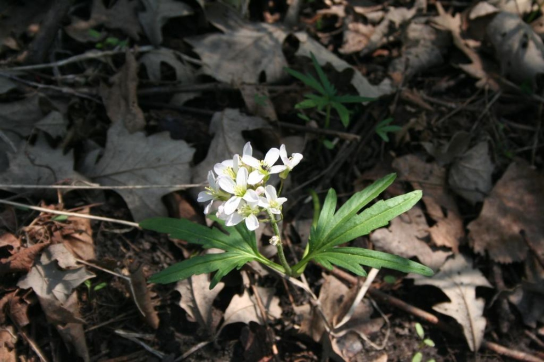 Cardamine concatenata (Michx.) O.Schwarz (toothwort), flowers