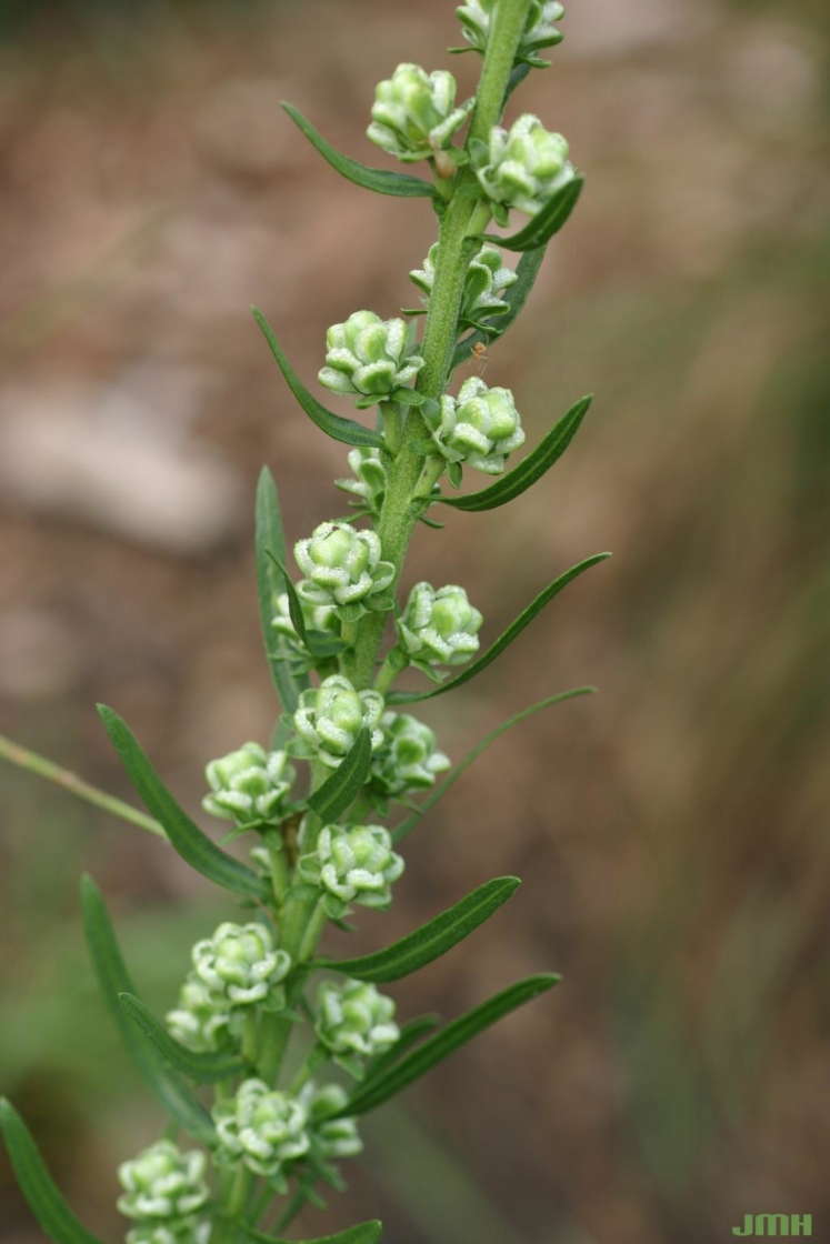 Liatris aspera Michx. (rough blazing star), buds
