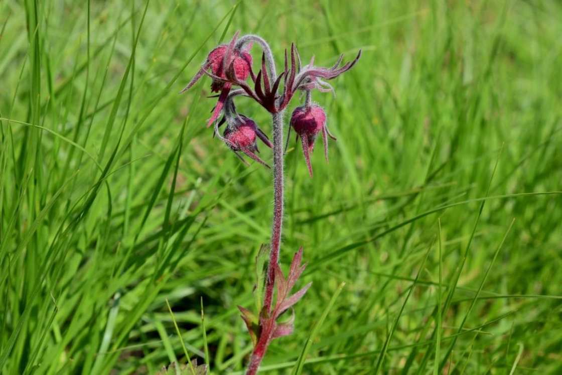 Geum triflorum (Prairie Smoke), flower, full