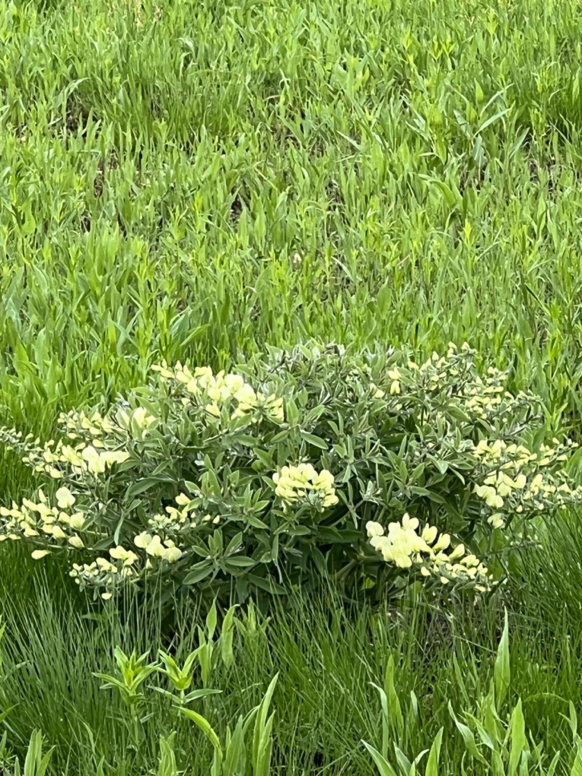 Baptisia bracteata var. leucophaea (Nutt.) Kartez & Gandhi (cream wild indigo), habit