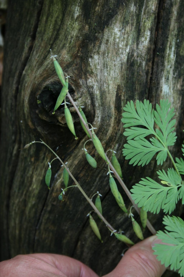 Dicentra cucullaria (Dutchman's Breeches), fruit, immature